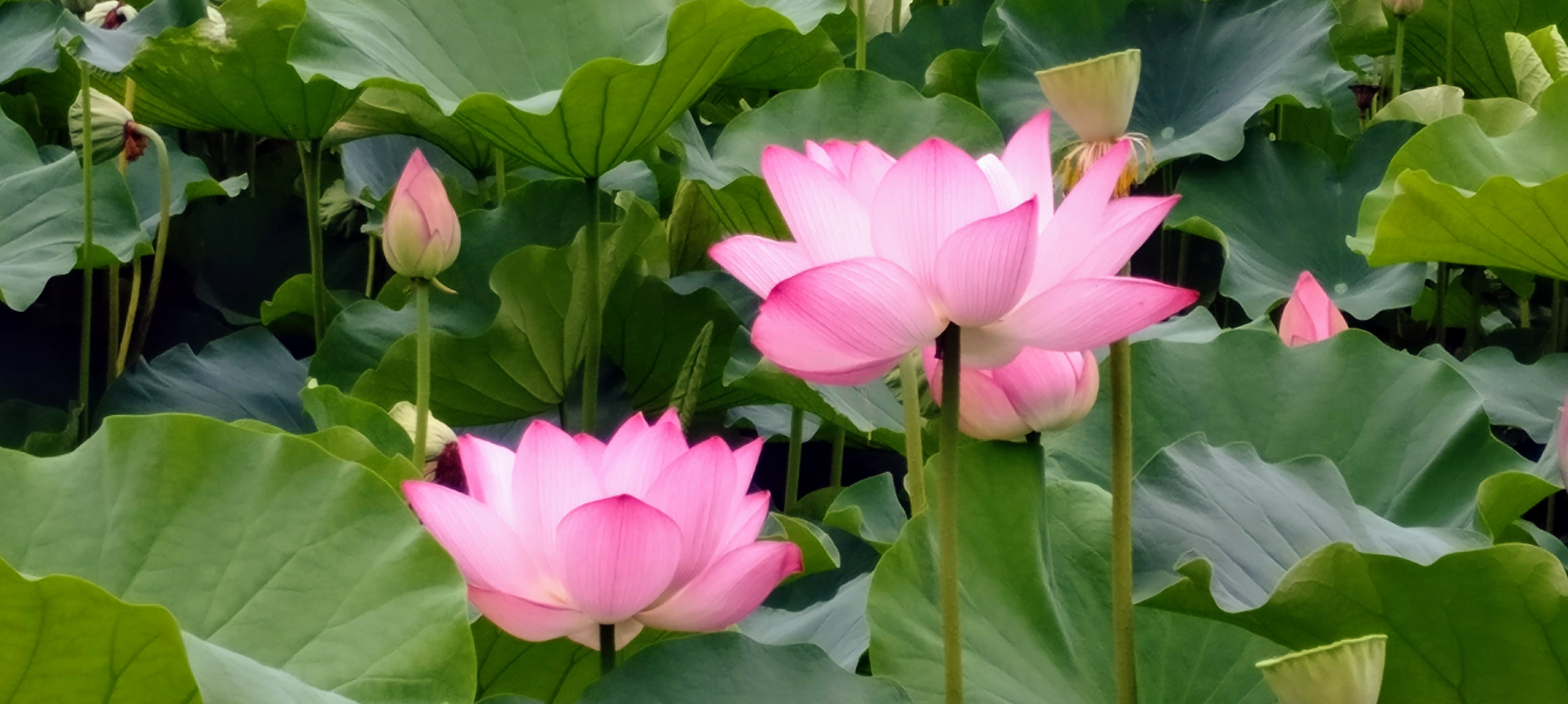 lotus